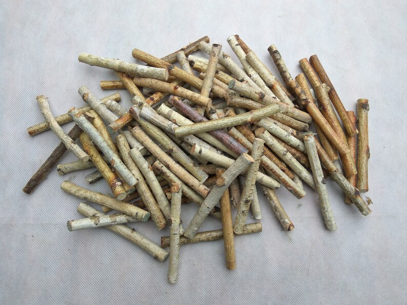 50 small birch wood sticks birch sticks wood decor vase Etsy