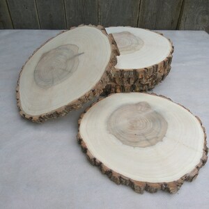 8.5-10 inch Wood Slice, 8.510 willow wood slice,wood coaster image 10