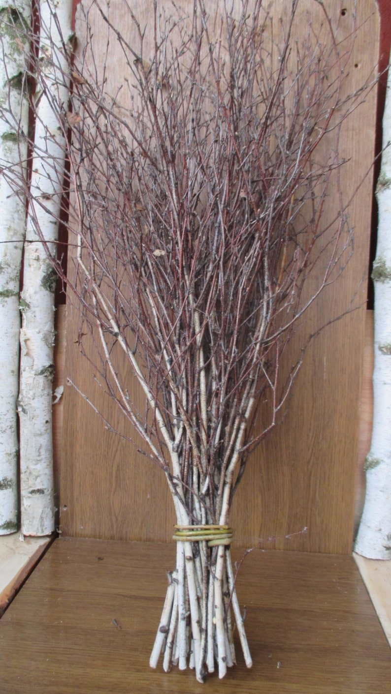 Extra long birch twigs birch twigs birch tree branches Etsy