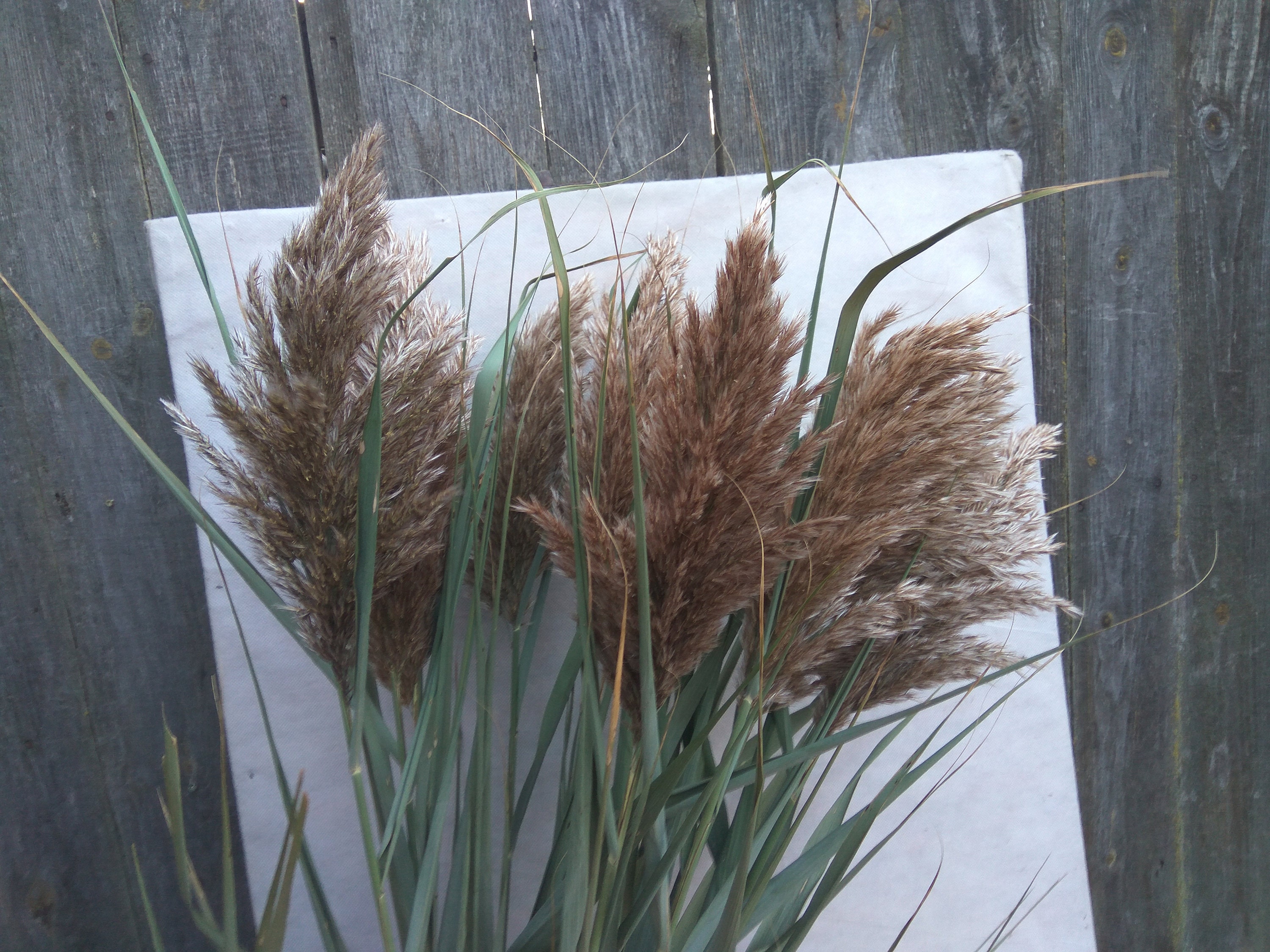35 Tall Pampas Grass Dry Reeds Dried Reeds Bouquet Etsy