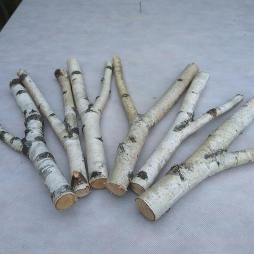 10 Forked Wood Sticks Birch Sticks White Birch Branches Etsy