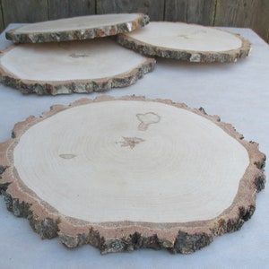 13&quot;-14&quot; wood slice, Birch Wood Slice