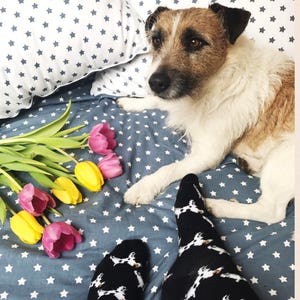 Jack Russell Socken
