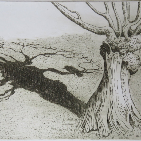 Mulberry Tree: drypoint etching of mulberry tree outside Dulwich Picture Gallery with shadow and perched crow