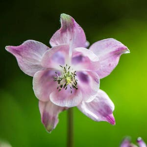 Tarjeta de flores - Tarjeta de felicitación fotográfica Aquilegia Vulgaris - Interior en blanco. Cumpleaños, Aniversario, Partida, Jubilación, Tarjeta de agradecimiento
