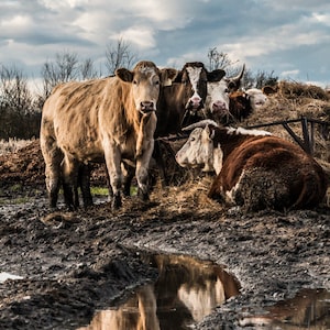Tarjeta de felicitación "Vacas en un campo lodoso". Interior en blanco, ideal para cumpleaños, aniversarios, despedidas, jubilación, agradecimientos y el Día del Padre.