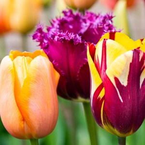 Tarjeta de felicitación con tulipanes variados. Interior en blanco, ideal para cumpleaños, aniversarios, jubilación, buena suerte, despedida o el Día del Padre.