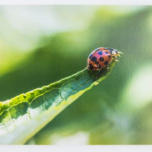 Ladybird Photographic Greetings Card. Blank Inside suitable for Birthday, Anniversary, Leaving, Retirement, Thank You Card, Farther's Day image 3