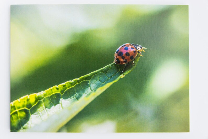 Ladybird Photographic Greetings Card. Blank Inside suitable for Birthday, Anniversary, Leaving, Retirement, Thank You Card, Farther's Day image 3