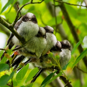 Op de afbeelding: Een groep kleine vogels met zachte witte en grijze veren zitten op een tak, omringd door groene bladeren. De vogels hebben donkere ogen en een donkere kap op hun hoofd. De afbeelding is een close-up, die de kenmerken van de vogels benadrukt.