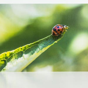 Ladybird Photographic Greetings Card. Blank Inside suitable for Birthday, Anniversary, Leaving, Retirement, Thank You Card, Farther's Day image 2