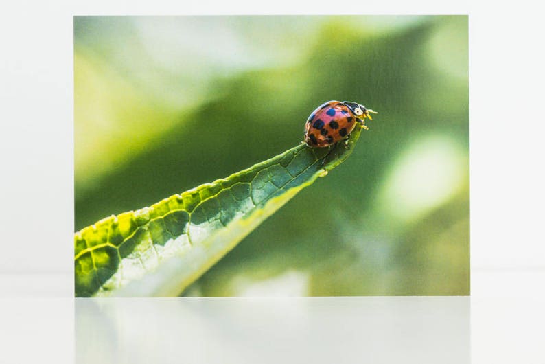 Ladybird Photographic Greetings Card. Blank Inside suitable for Birthday, Anniversary, Leaving, Retirement, Thank You Card, Farther's Day image 2