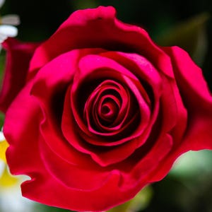 Tarjeta de felicitación con una rosa roja. Interior en blanco, ideal para cumpleaños, aniversarios, despedidas, jubilación, agradecimientos, felicitaciones y el Día del Padre.