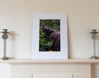 Elephants wildlife print. Free UK Delivery. Framed or unframed. Elephants with trunks entwined, perfect gift for Father's Day