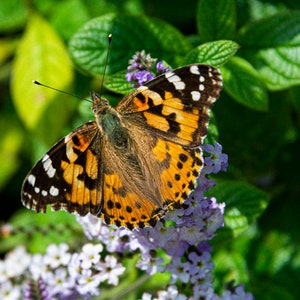 Tarjeta de felicitación fotográfica de vida silvestre con mariposa dama pintada en blanco por dentro, para cumpleaños, aniversario, jubilación, agradecimiento, día del padre