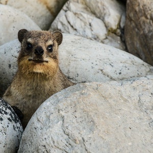 Dassie fotografische wenskaart. Blanco binnenkant geschikt voor verjaardag, jubileum, afscheid, pensioen, bedankkaart, gefeliciteerd