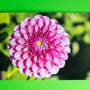Hermosa tarjeta con una dalia rosa. La tarjeta está en blanco, ideal para cumpleaños, aniversarios, jubilaciones, felicitaciones y el Día del Padre.