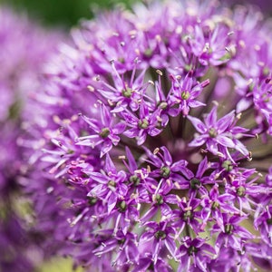 Tarjeta de felicitación floral. Tarjeta fotográfica de Allium giganteum con interior en blanco para cumpleaños, aniversario, jubilación, agradecimiento y Día del Padre.