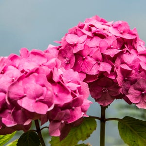 Roze hortensia-wenskaart - blanco binnenkant - bloemenkaart - natuur - verjaardag, jubileum, vertrek, pensioen, valentijn, gelukskaart
