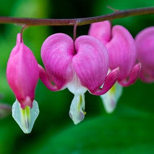 Tarjeta de felicitación con forma de corazón y flor Dicentra. Interior en blanco, ideal para cumpleaños, aniversarios, jubilación, buena suerte, despedida o el Día del Padre.
