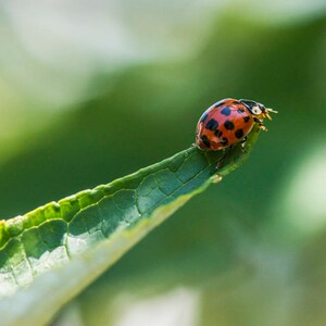 テントウムシの写真入りグリーティングカード。中は空白で、誕生日、記念日、退職、退職、お礼、お祝いなどに最適です。