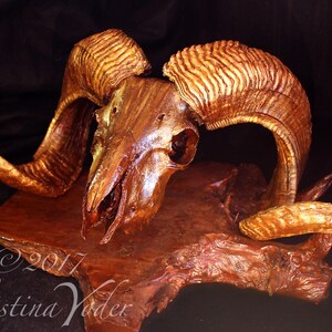 May include: A golden ram skull with large, curled horns mounted on a wooden base. The skull and horns are painted with a metallic gold finish.