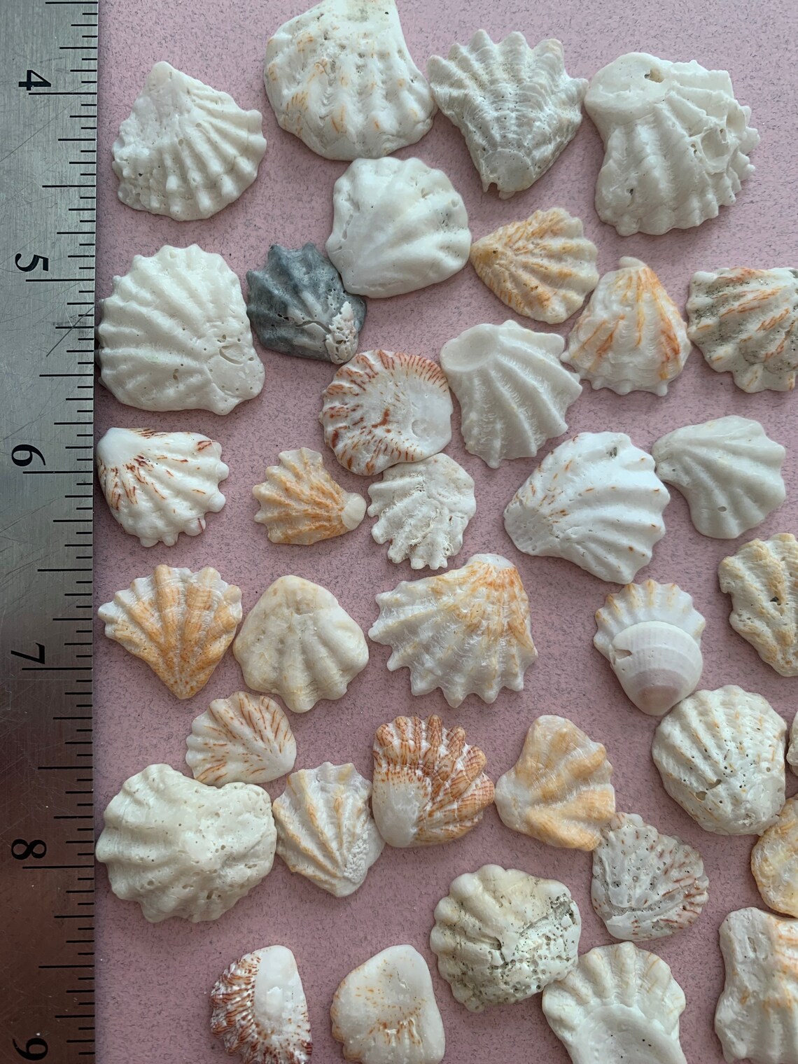 Kittens Paws Florida Shells 50 Multi color Kittens Paws Etsy