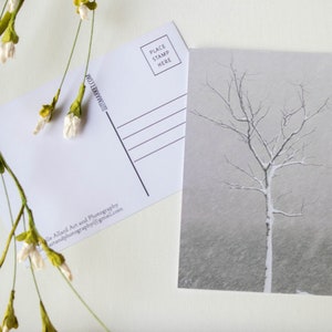 Cartão postal de 4" x 6" A árvore da neve