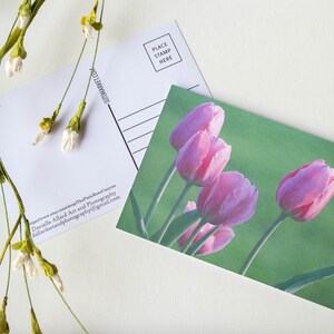 Cartão Postal 4" X 6" As Tulipas Rosa