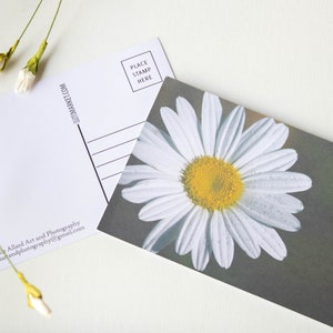 Cartão Postal 4" X 6" A Margarida Branca