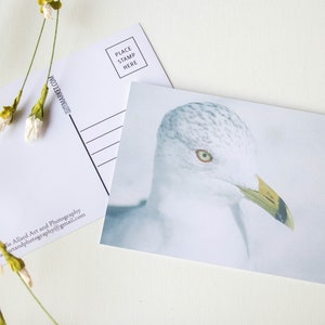 Cartão Postal 4" X 6" A Gaivota