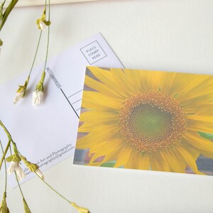 Cartão Postal 4" X 6" O Girassol