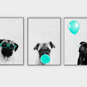 May include: Three black and white photos of pugs. The first pug is wearing blue glasses. The second pug is blowing a bubble of turquoise blue. The third pug is looking up at a turquoise blue balloon.