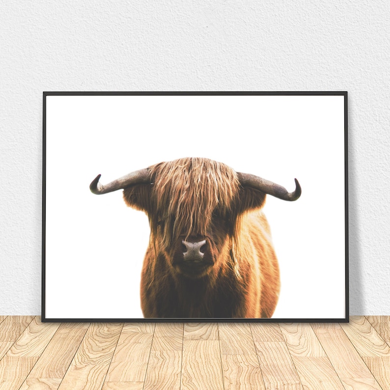 Highland Cow Print Bull Wall Art Wild Cow Poster Bohemian Etsy