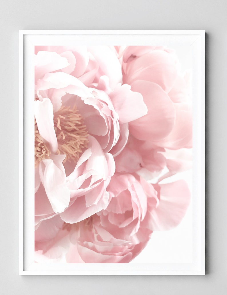 Peony Print Blush Pink Wall Art Flower Poster Pastel Decor Etsy