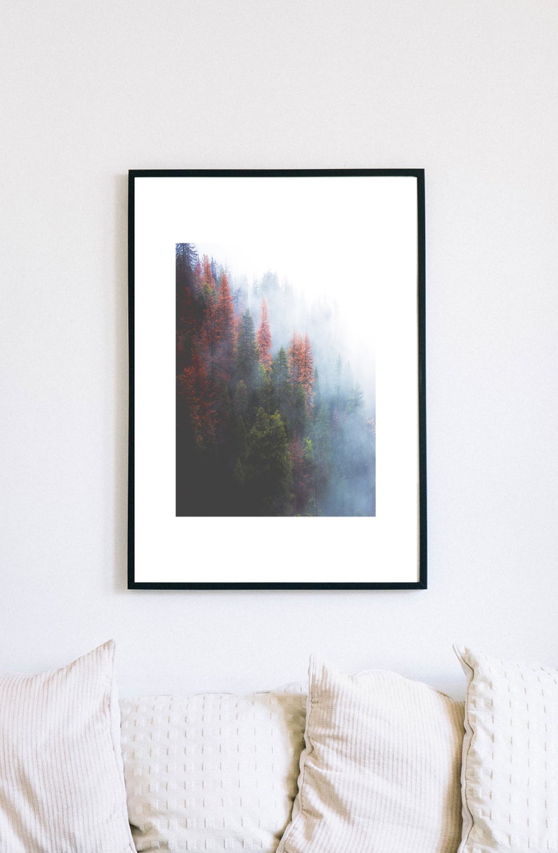 May include: A framed photograph of a misty forest scene with tall trees, some with red foliage, in the background. The trees are in a dense forest setting with fog and mist in the air.