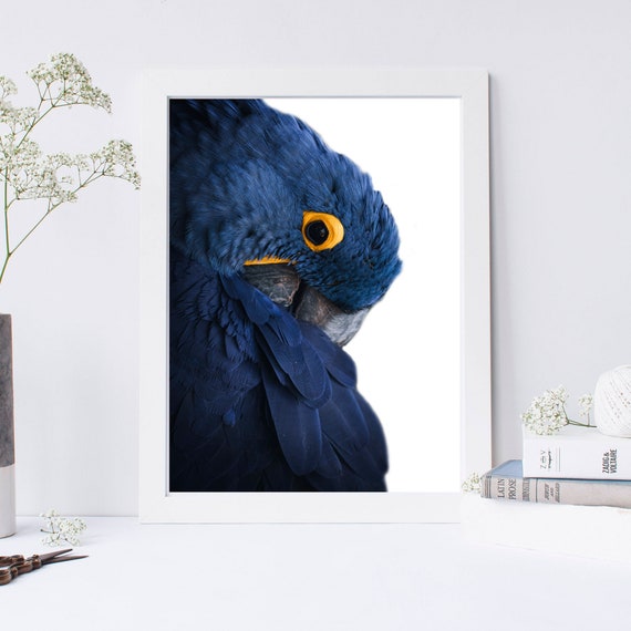 Blue Ara Parrot, Posters, Art Prints, Wall Murals