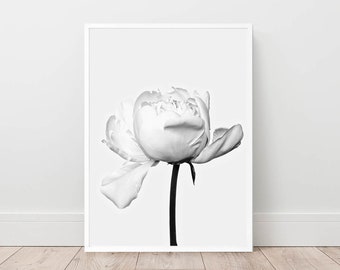 Könnte beinhalten: Ein Schwarzweißfoto einer einzelnen weißen Pfingstrose in voller Blüte. Die Blume ist scharf gestellt, der Hintergrund ist verschwommen.