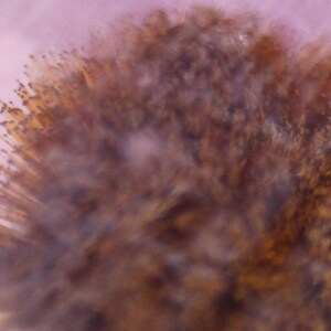 May include: Abstract image of a blurred, textured object with a mix of brown, yellow, and white hues. The object has a spiky, radiating appearance against a soft pink background, creating a sense of depth and texture.