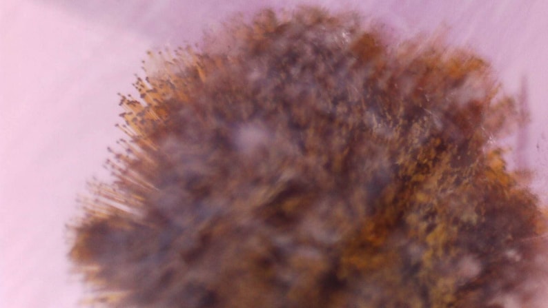 May include: Abstract image of a blurred, textured object with a mix of brown, yellow, and white hues. The object has a spiky, radiating appearance against a soft pink background, creating a sense of depth and texture.