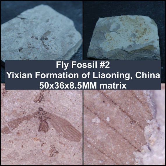 Fly Fossils From China Buy Insect and Fly Fossils Online UK Shop