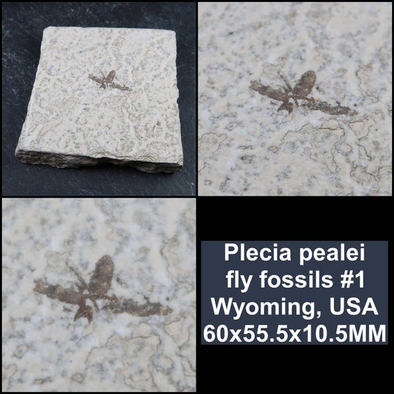 Plecia Pealei Fly Fossils From USA Buy Insect and Fly Fossils