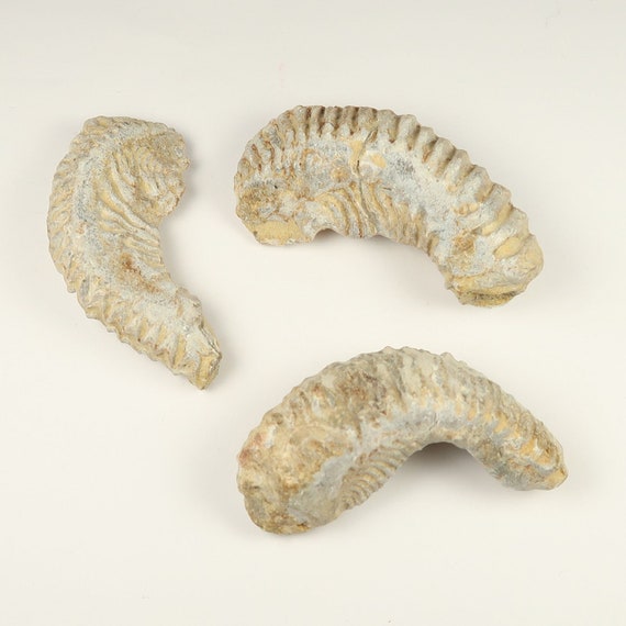 Fossil online 2025 buy