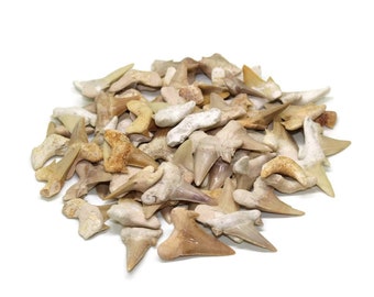 Otodus sharks teeth from Morocco | Buy shark fossils online | Fossilised sharks teeth from the Otodus shark | UK Fossil Shop