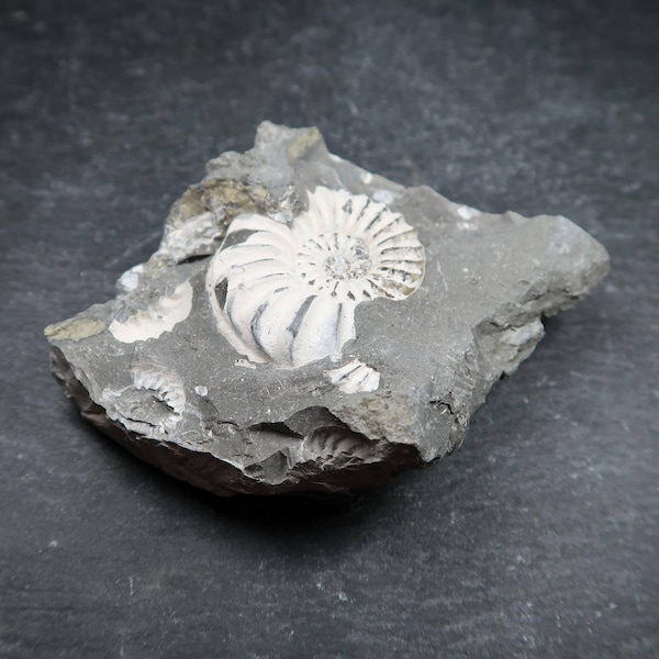 Pleuroceras Ammonites | Buy German Ammonite Fossils Online | UK Shop