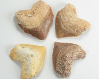 Versteinerte Squalicorax Haizähne aus Marokko | Marokkanische Haifischzähne Fossilien | UK Fossilien Shop