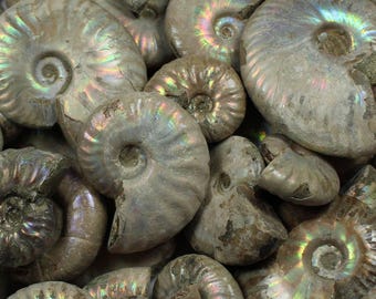 Iridescent Ammonites from Madagascar | Buy rainbow coloured Ammonite fossils online | Desmoceras and Cleoniceras fossils | UK Shop