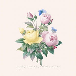 Vintage Yellow and Pink Rose Print | French Botanical Art | Redouté Antique Flower Engraving | Plant Illustration | Country Cottage Decor