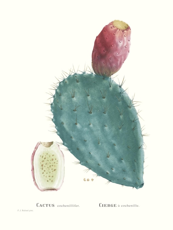Vintage botanische Sukkulenten Cochenille Kaktus Kunstdruck | Redout  Antique Blumengravur | Pflanzen Illustration | Landhaus Dekor - Etsy  sterreich