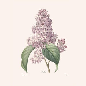 Vintage Botanical Art Print | Redouté Antique Flower Engraving | Lilac | Plant Illustration | Country Cottage Decor | Home Office Art